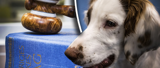 13 magra hundar instängda – i hus med urin och avföring