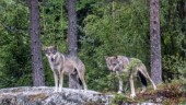Nya siffror: Fler vargar än väntat i omstridda reviret