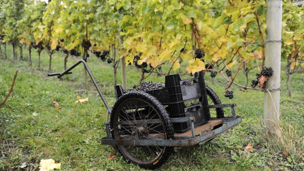 Det finns många vingårdar i exempelvis Skåne, men möjligheten till gårdsförsäljning dröjer. Nu vill skribenterna att regeringens vallöfte skyndas på.