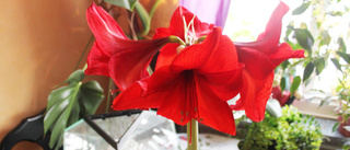 Lennart Hammares amaryllis    