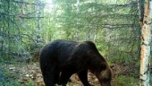 Polisen varnar för björn – "omedelbar fara"