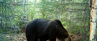 Polisen varnar för björn – "omedelbar fara"