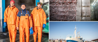 Nytt hopp i fiskfabriken – matfisk istället för foder