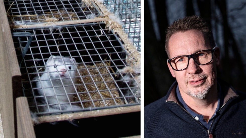 Jörgen Martinsson är övertygad om att de svenska minkgårdarna kommer att överleva "minkstoppet". 