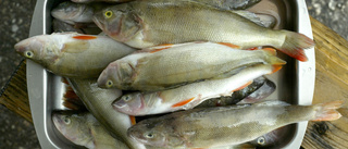 Fritidsfisket ökar i landet    