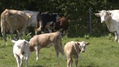 Kvinnor skadade när ko gick till attack