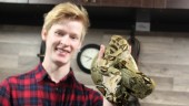 Efter den rymda kungskobran – Pontus försvarar ormen som husdjur: "Finns så mycket okunskap om ormar"