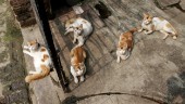 Tolv katter omhändertogs efter vanvård: "Luktade starkt av avföring"