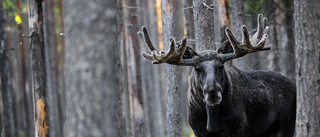 Rovdjuren är inte boven i skogen