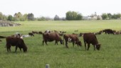 Kor hindrar trafiken på väg 709 – igen