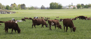 Kor hindrar trafiken på väg 709 – igen