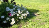 Kyrkogårdsstöld i Lövånger: ”Det är bedrövligt”