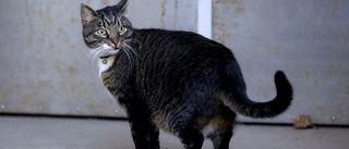 Man dömd – tog hand om grannens katt trots djurförbud