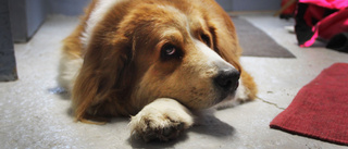 Ömma hundtestiklar orsakade anmälan – veterinärer frias