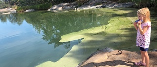  Bra badläge när algblomningen avtagit – "Ser trevligt ut längs Sörmlandskusten"