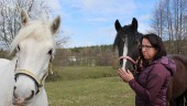 Kampanj ska stoppa smittsam hästsjukdom: "Drabbade är rädda att prata"