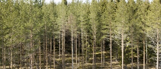 Priset på skogsmark minskar i norra Sverige