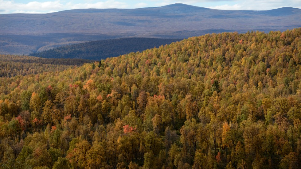 Vindelfjällen naturreservat har en yta på 550|000 hektar och är Sveriges största naturreservat. Arkivbild.