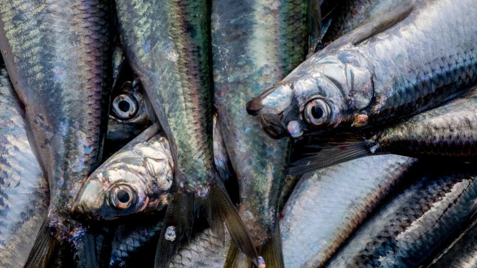 I dag är EU:s fiskekvoter för höga, de går stick i stäv med vad vetenskapen menar behövs för att sillbestånden ska må bra på sikt, skriver Elin Nilsson (L) och Jonathan Törnstrand (L).