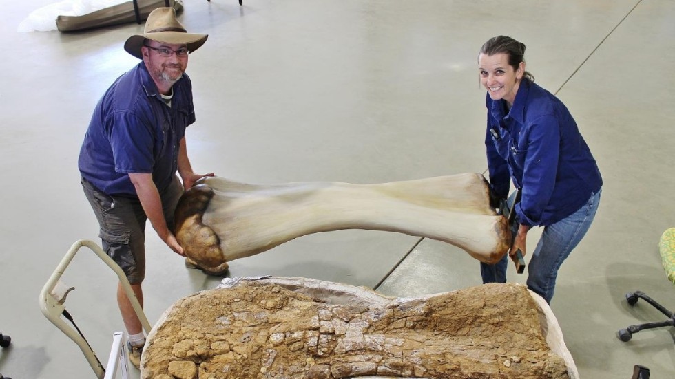 Den jättelika växtätaren levde för cirka 100 miljoner år sedan i vad som i dag är Australien. På bilden håller paleontologerna Scott Hocknull och Robyn McKenzie upp en rekonstruktion av dess överarmsben.