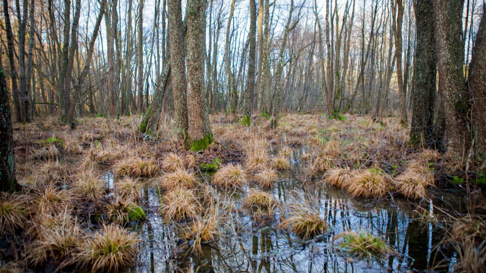 Att restaurera tidigare våtmarker är ett effektivt sätt att minska risken för översvämningar, skriver bland andra Birgitta Löthman, regionchef Skogssällskapet i Västerbotten.