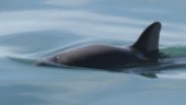 Färjor stänger av ekolod – värnar om tumlarna