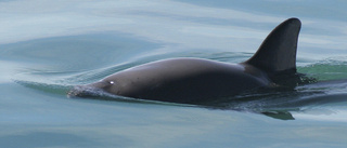 Färjor stänger av ekolod – värnar om tumlarna