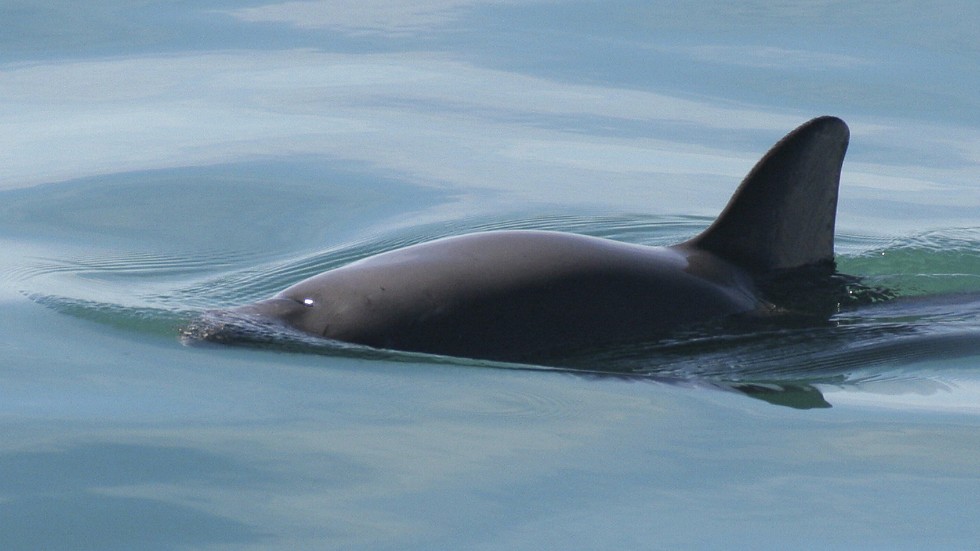Tumlare är den vanligaste valarten i svenska vatten. Arkivbild.
