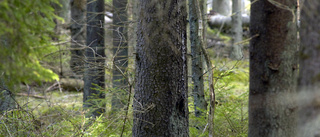 Sveriges högsta träd har dött
