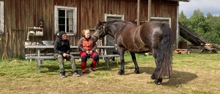 Kalixhästen Mullra i filminspelning