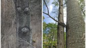 Uppmaningen: Ta bilder på knasiga träd i Västervik • Vill öka engagemanget för skogen