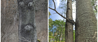 Uppmaningen: Ta bilder på knasiga träd i Västervik • Vill öka engagemanget för skogen