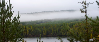 Sveaskogs åtgärder "klart otillräckliga"