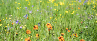 Låt Sörmlands parker blomma – för bin och människor