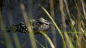 Alligator som dödade man hittad