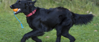 Eskilstuna kan få fler hundparker