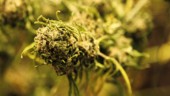Muf: Legalisera cannabis