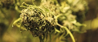 Muf: Legalisera cannabis