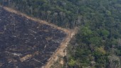 Skövlingen hotar 10 000 arter i Amazonas
