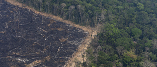Skövlingen hotar 10 000 arter i Amazonas