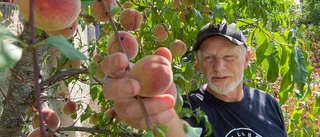 Kjell köpte litet träd för 50 kronor – 1 000 persikor är belöningen: "Ryser när jag äter dem"