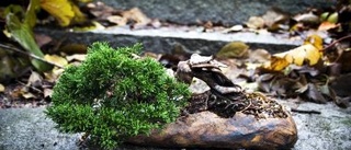 Japansk konst i svensk tappning