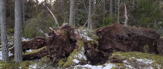 Stormen fällde mest träd längs kusten