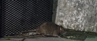 Antalet råttsaneringar slår nya rekord