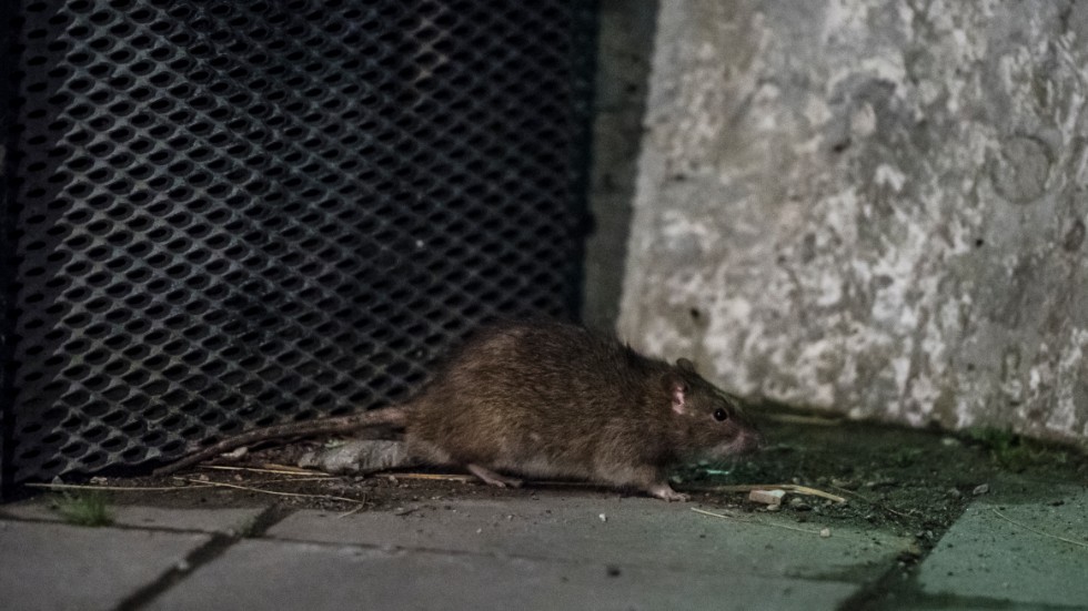 Antalet saneringar mot råttor slår nya rekord varje år.