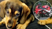 Hundvalpsbedragare lurade folk på nätet – Eskilstunabo hävdar att hans identitet kapats