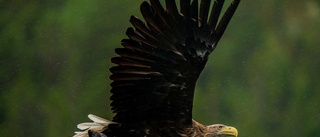 LISTA: Tio största fåglarna att hålla utkik efter i Östergötland