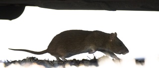 Hermelinstora råttor äter hockeyskydd i Boden