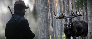 Färre aktiva jägare i länet – minskad älgstam tros ligga bakom