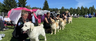 LIVE: Stor hundutställning i Sjulnäs